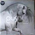 GUSGUS — ARABIAN HORSE