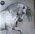 GUSGUS — ARABIAN HORSE